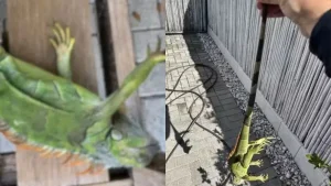 Iguana nos Tempos Frios: Pizza Polêmica da Flórida